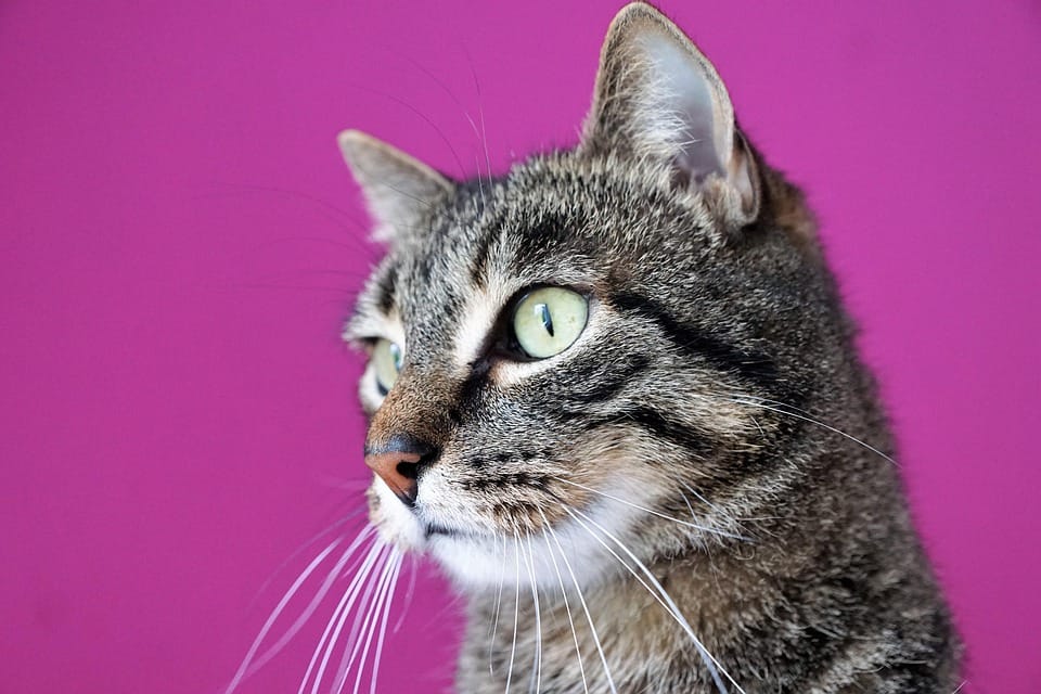 TCM，relax，WELLNESS,Acupressure，tuina,Massage,Stress ，