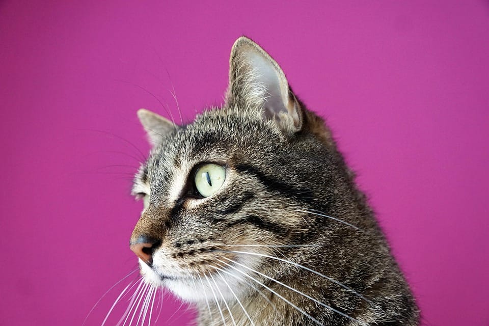 TCM，relax，WELLNESS,Acupressure，tuina,Massage,Stress ，